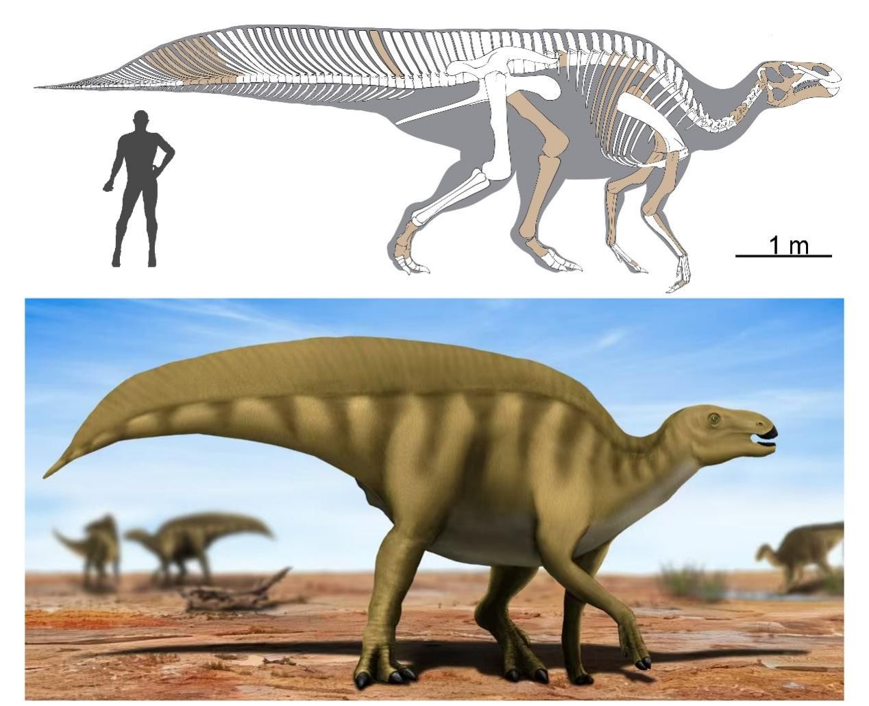 伟德bv国际体育